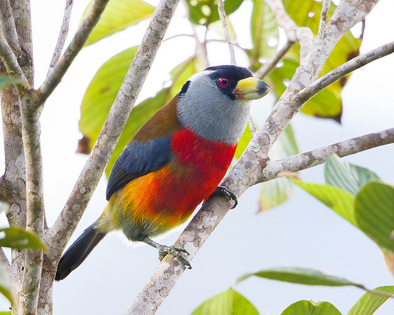 Toucan Barbet