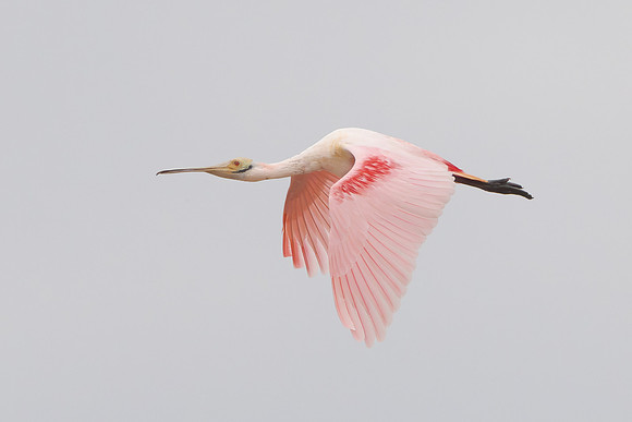 Roseate Spoonbill