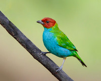 Bay-headed Tanager