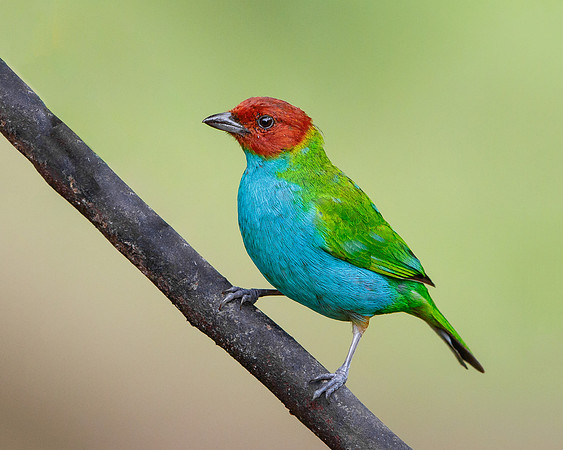 Bay-headed Tanager