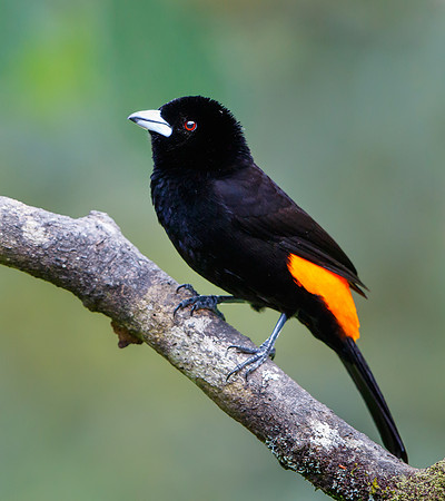 Flame-rumped Tanager