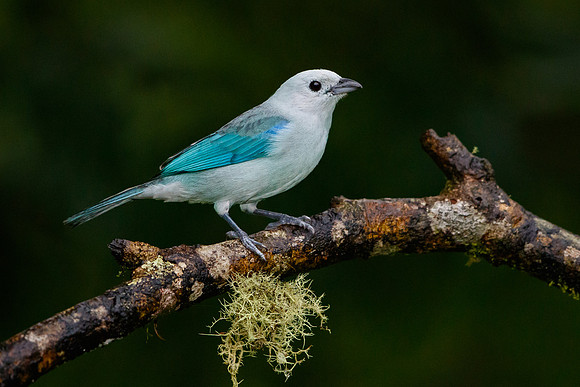 Blue-gray Tanager