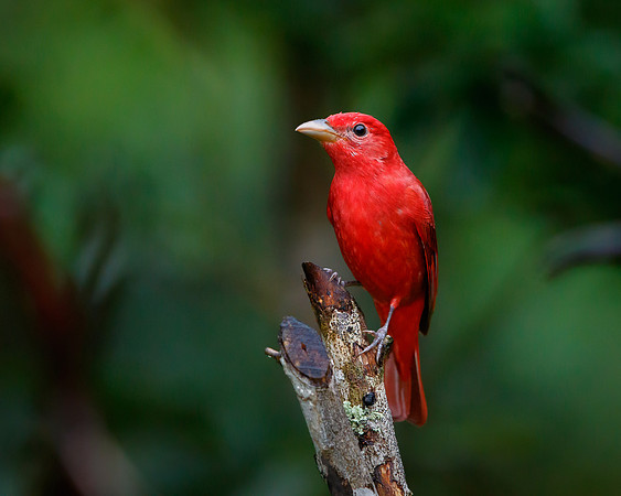 Summer Tanager