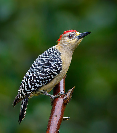 Red-crowned Woodpecker