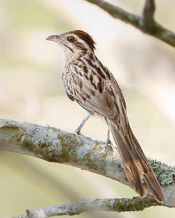 Striped Cuckoo
