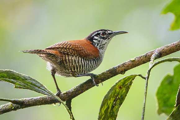 Bay Wren