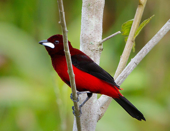 Crimson-backed Tanager