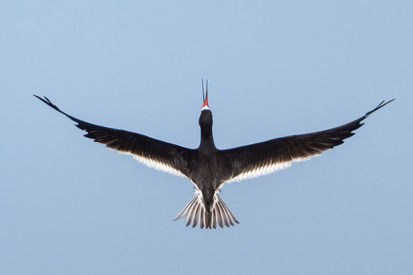 Black Skimmer
