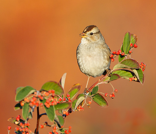 White-crowned Sparrow, juvenile