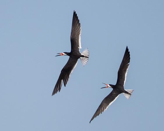 Black Skimmers