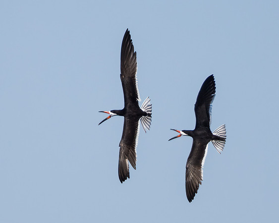 Black Skimmers