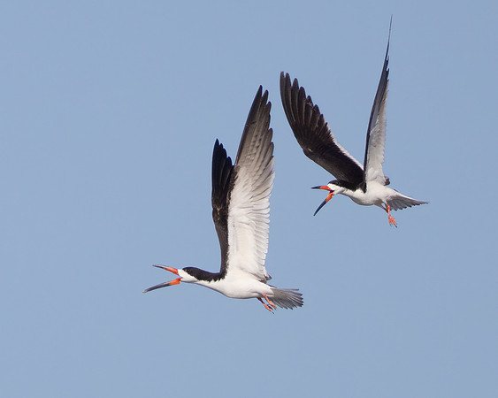 Black Skimmers