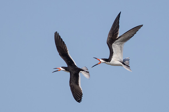 Black Skimmers
