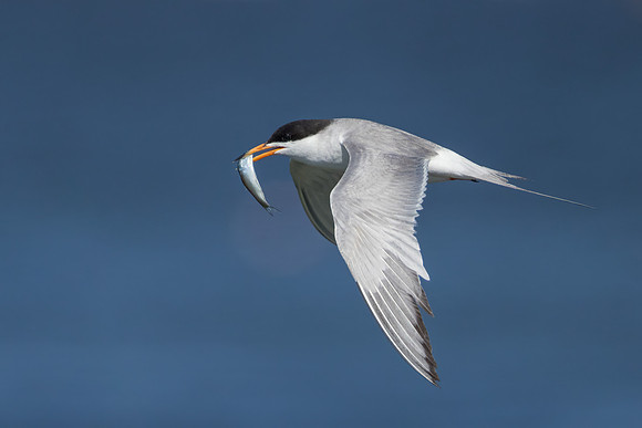 Forster's Tern