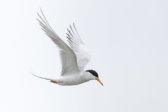 Forster's Tern