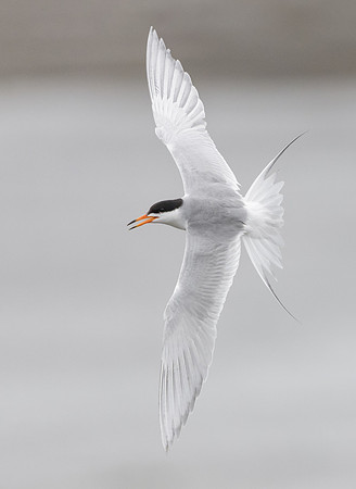 Forster's Tern