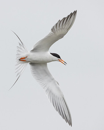 Forster's Tern