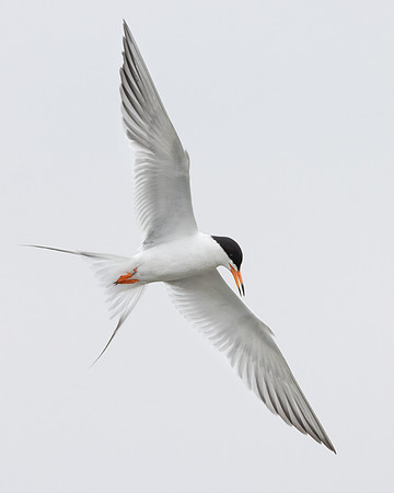 Forster's Tern