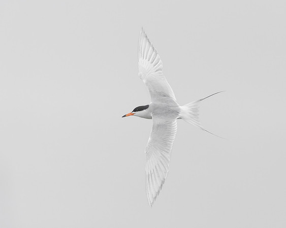 Forster's Tern
