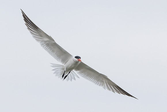 Caspian Tern