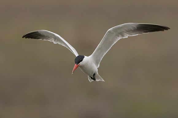 Caspian Tern