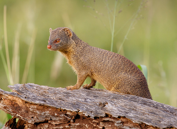 Slender Mongoose