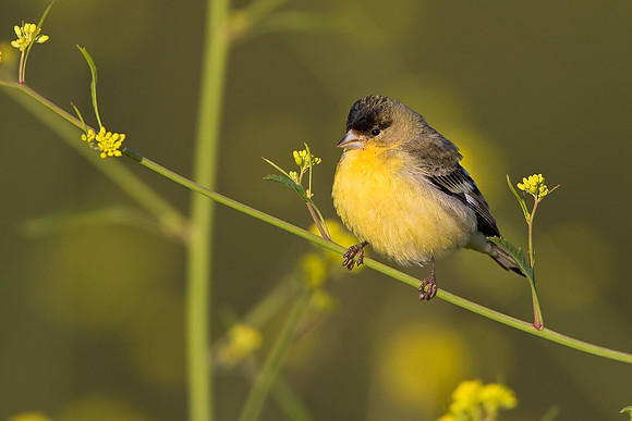 Lesser Goldfinch