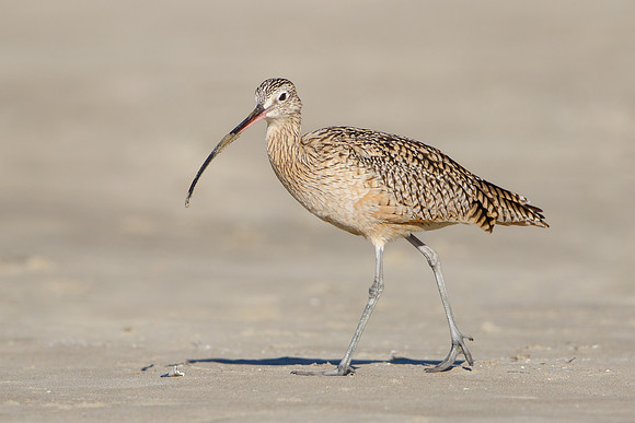 Long-billed Curlew