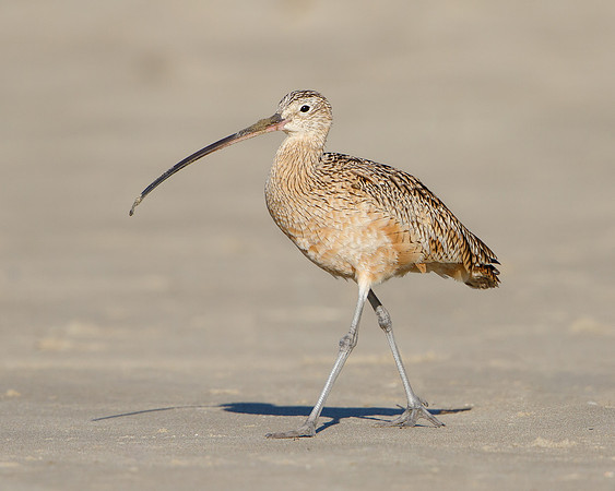 Long-billed Curlew