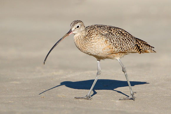 Long-billed Curlew