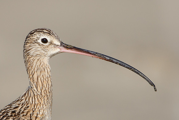 Long-billed Curlew