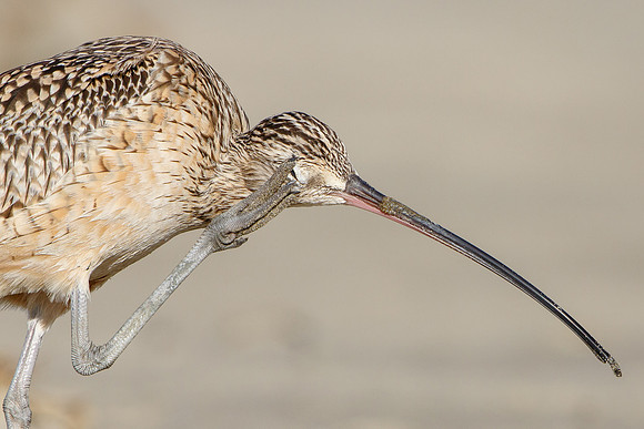 Long-billed Curlew, scratching
