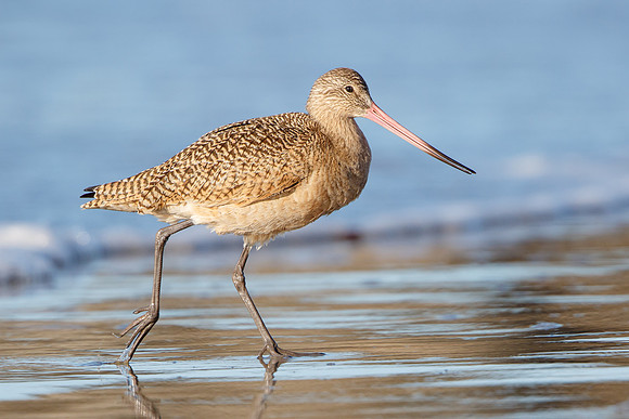 Marbled Godwit