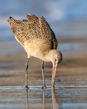 Marbled Godwit, feeding