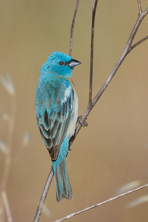 Lazuli Bunting