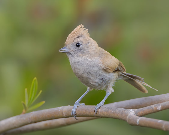Oak Titmouse