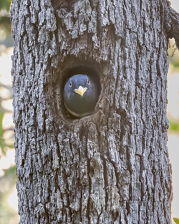 Elegant Trogon, at nest
