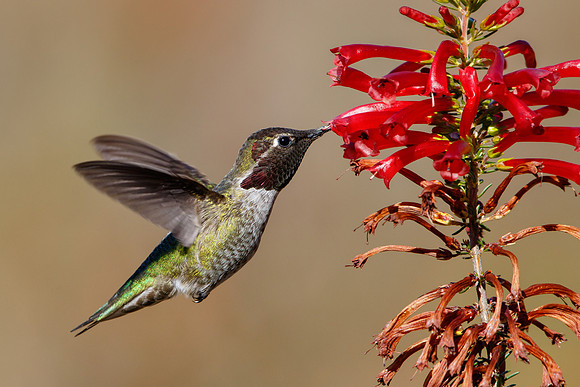 Anna's Hummingbird