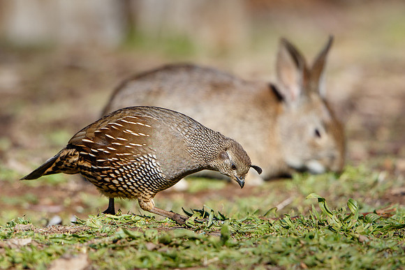 California Quail, feeding alongside rabbit