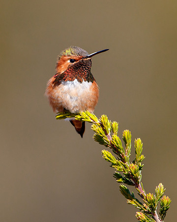 Allen's Hummingbird