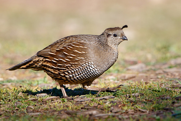 California Quail, female