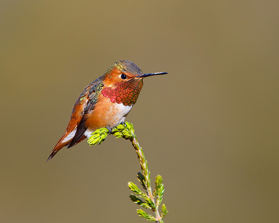 Allen's Hummingbird