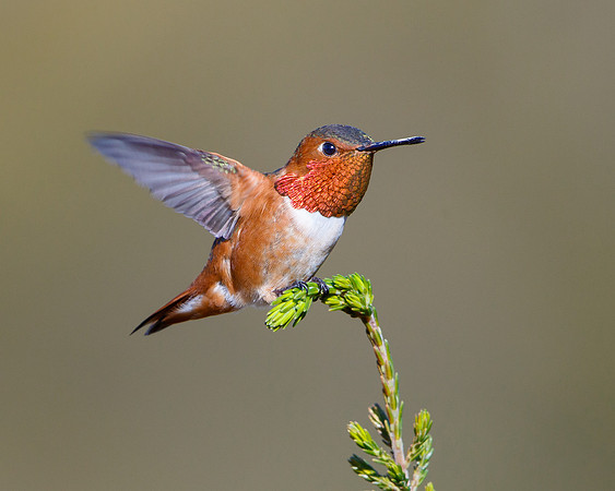 Allen's Hummingbird