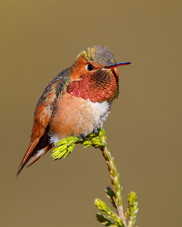 Allen's Hummingbird