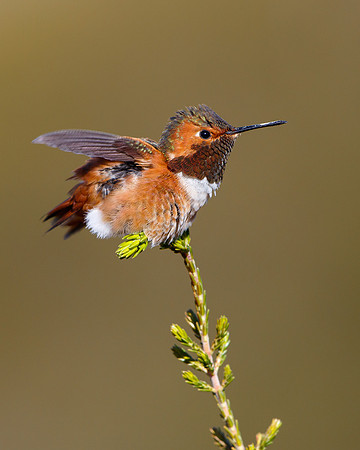Allen's Hummingbird
