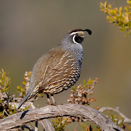 California Quail