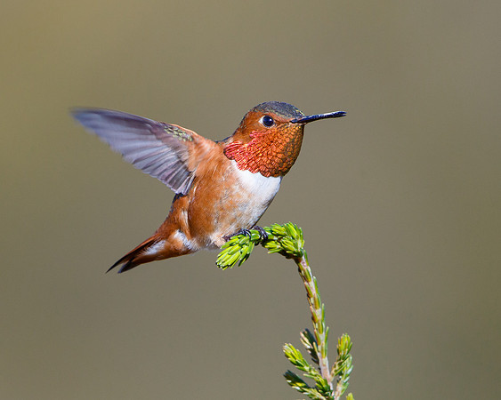Allen's Hummingbird