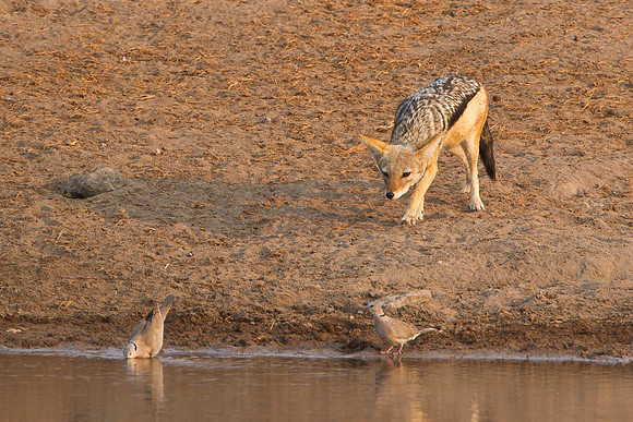 Black-backed Jackal, stalking Cape Turtle-Dove