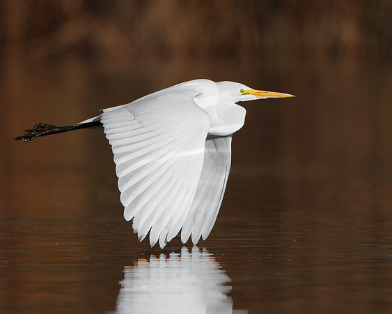 Great Egret