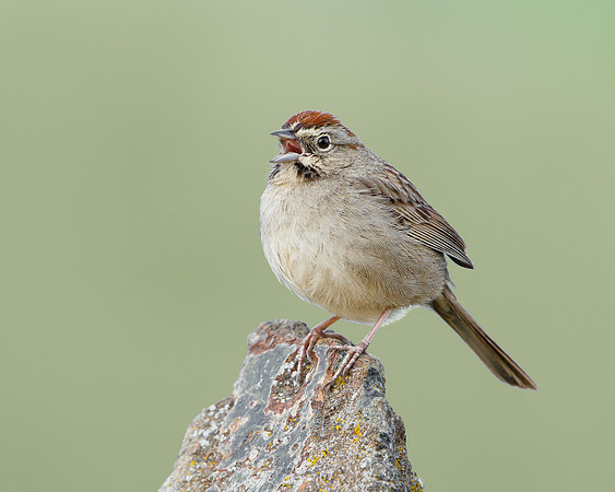 Rufous-crowned Sparrow